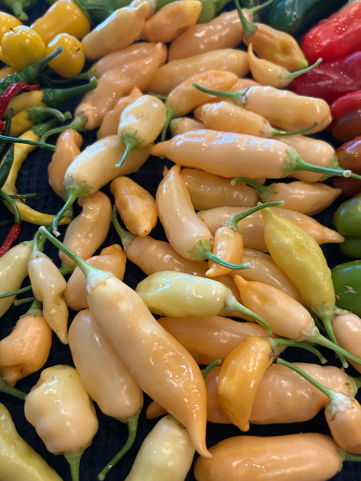 Fresh Sugar Rush Peach peppers (1/4 lb)